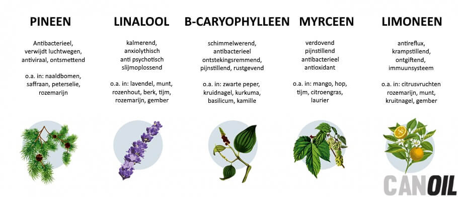 Wat zijn terpenen?